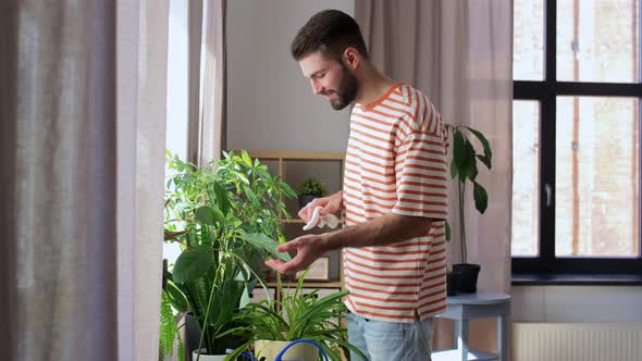 Man Cleaning Houseplant with Tissue at Home