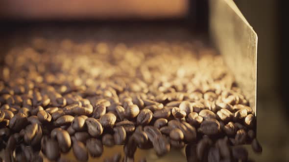 Hot Roasted Coffee Beans are Poured From Drum of Roasting Machine alt