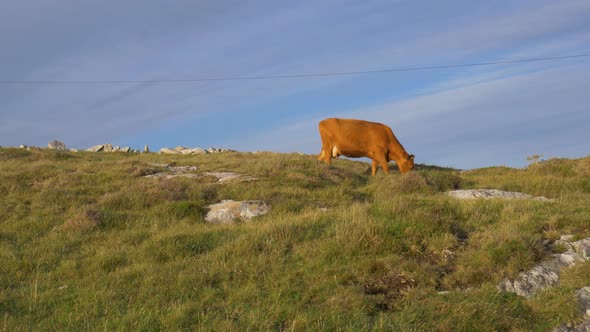 Domestic cow cattle lost at Connemara county Galway Ireland alt
