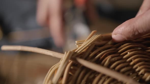 Pruning Willow Branches