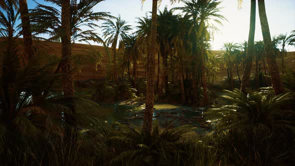Palm Trees in Sahara Desert alt