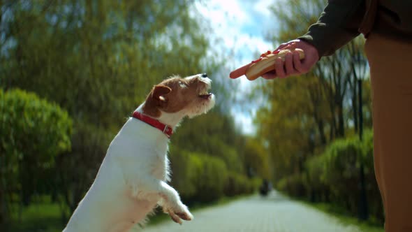 A Dog is Jumping for a Sausage in a Park alt