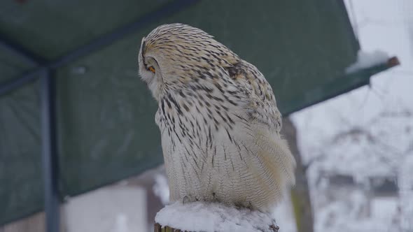 Close up of an owl face in slow motion  with detail and colorful eyes, beak, and feathers alt
