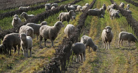 Domestic sheeps ( merinos d Arles), grazing in the vineyards, Occitanie, France alt