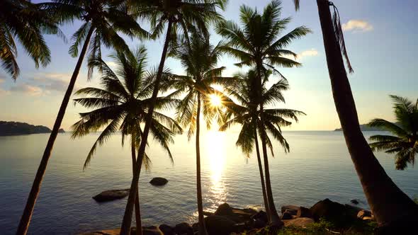 Beautiful coconut palm trees on the beach Phuket Thailand, Phuket Islands Palms trees on the ocean. alt