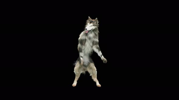 Dog Dance 4K alt