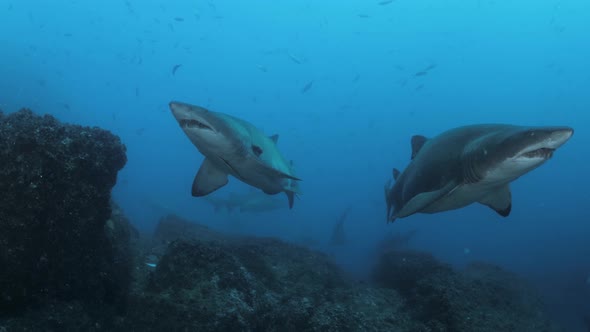 A scuba divers view of two large Sand Tiger sharks swimming towards the underwater camera. Wide unde alt