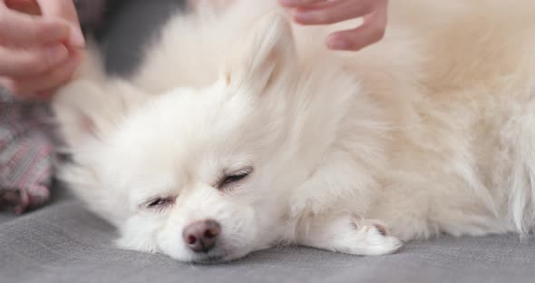 White Pomeranian Dog Sleep on Sofa alt