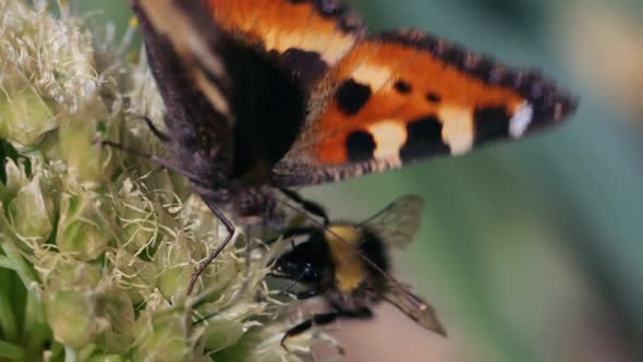 Butterfly and bumblebee taking nectar and pollinating a plant