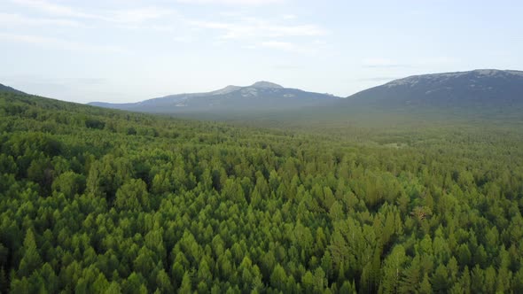 Aerial view. drone moving over the mixed forest in the evening