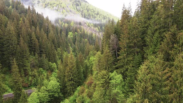 Spruce Forest. Slow Motion. Carpathian Mountains. Ukraine. Aerial. alt