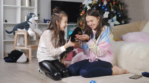 Teenage Girls Play and Have Fun with a Small Yorkshire Terrier Puppy