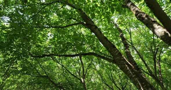 Common walnut trees, Dordogne, France alt