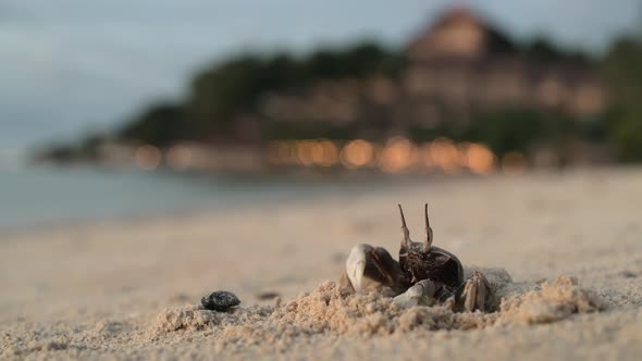 The Crab Stands on a Sandy Beach Near Its Burrow alt