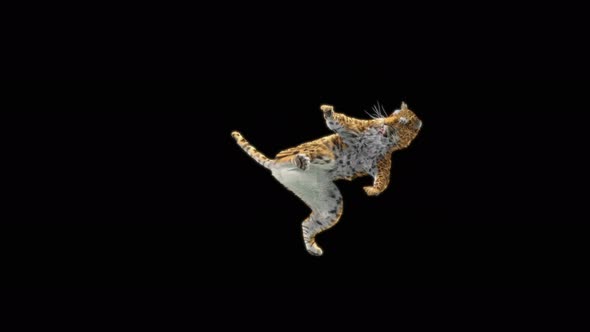 15 Leopard Dancing 4K alt