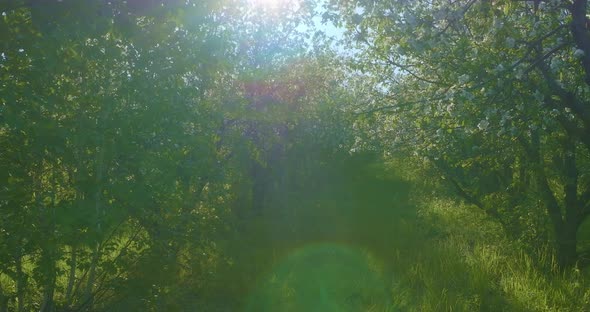 Fabulous Beautiful Garden in Spring Day Bright Sun and Blooming Fruit Trees  Prores alt