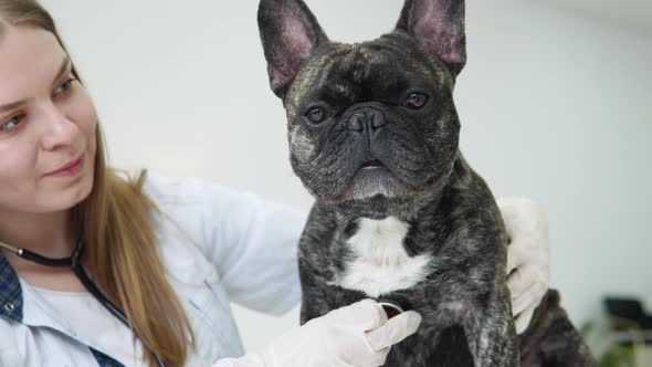 Woman Veterinarian Listens to Dog Lungs with Stethoscope in Veterinary Clinic alt