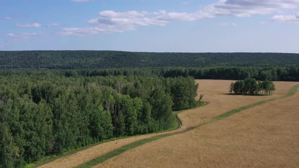 Aerial view. Golden wheat field and birch forest