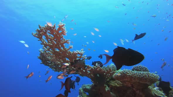 Tropical Corals Reef