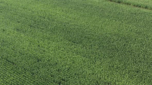Flying above green field of sweet corn 4K drone video