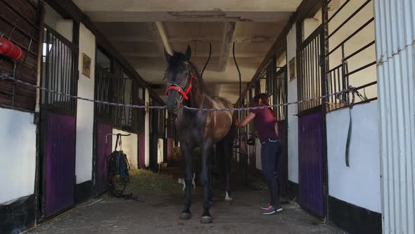 Countryside and Farm Life Woman Is Grooming Horse in Stable alt