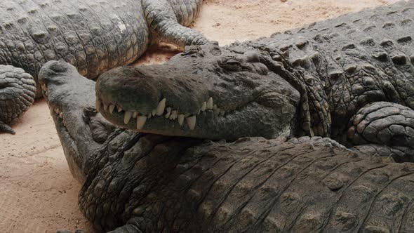 Three massive Nile crocodiles resting motionless