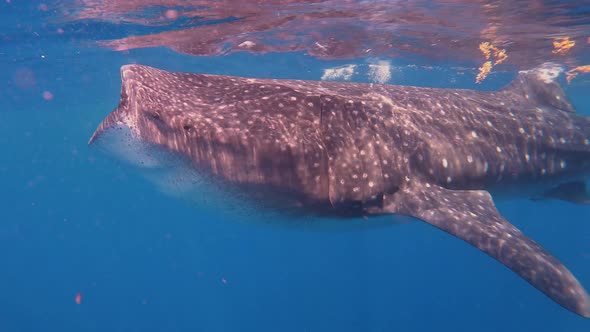 Whale Shark in México alt