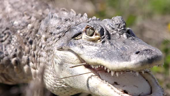 Alligator eyelid slow motion closing - amazing animal in the wild alt
