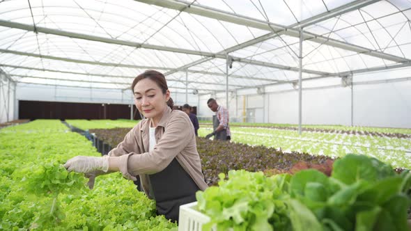 4K Asian couple gardener harvesting fresh hydroponic vegetable  in greenhouse garden. alt