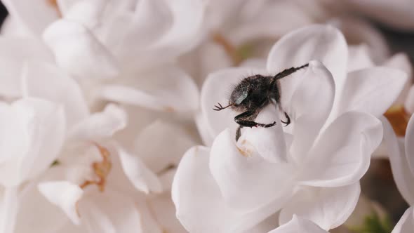 Anisoplia Segetum Melolontha or a May Bug or Doodlebug Crawls Forward on Flowers and Trys to Catch alt