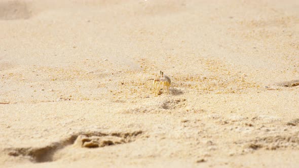 Crab on the Sandy Beach alt