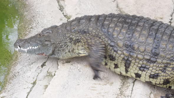 Crocodile Walking in the Riverside of a River alt