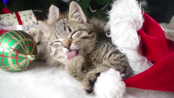 Little cute kittens near Christmas tree