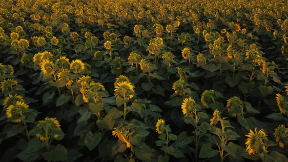 Sunflower Field - Drone