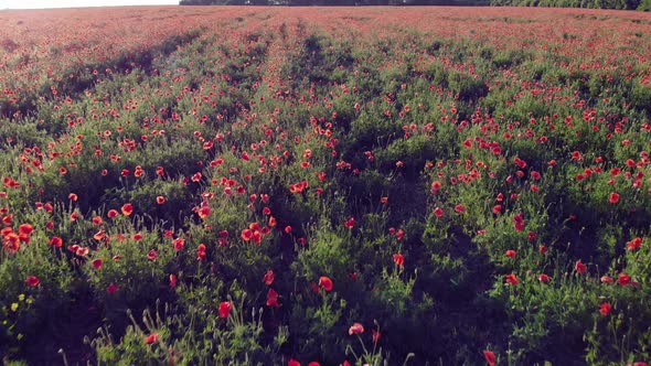 Red Poppies are Blooming in the Field alt