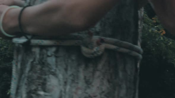 Forearms and hands of a male person tying a rope around a tree trunk alt