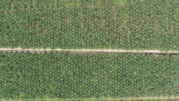 The Beaches at the most southern part of Borneo Island alt