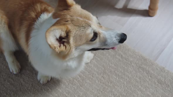 Corgi Dog Looks Around in the Apartment alt