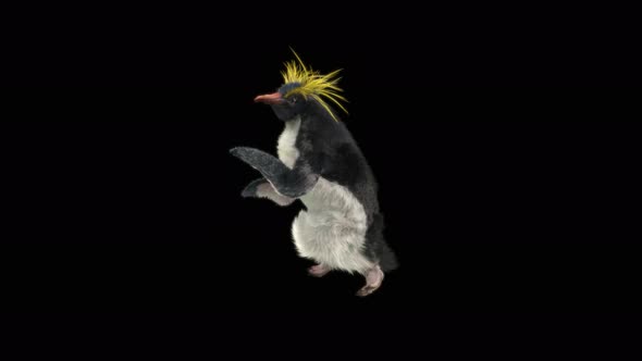 Penguin Dancing 4K alt