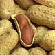 Ground Peanuts Rotate As Background Peanuts in Shells Ground Nuts