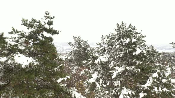 Winter scene with pine under snow 4K drone footage