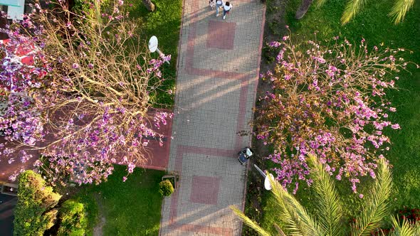 beautiful alley in the park aerial view 4 K Turkey Alanya alt