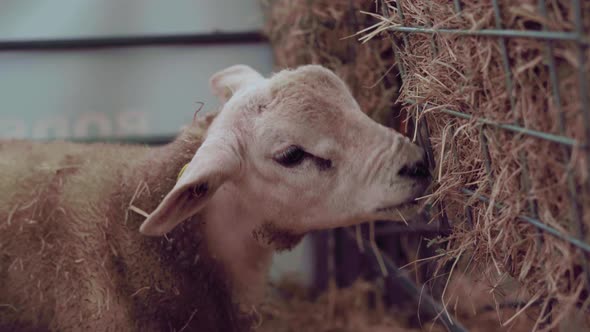 Texel Sheep On The Cage Eating Hay Through The Wire-mesh Fence In Cornwall, England, UK. - close up alt