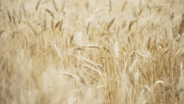 Spikelets of Yellow Ripe Wheat on Golden Field During Day alt