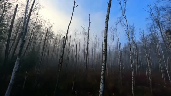 fpv drone shot close between threes in the foggy birch forest