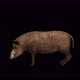 4K Wild Boar Eat - VideoHive Item for Sale