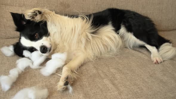 Naughty Playful Puppy Dog Border Collie After Mischief Biting Pillow Lying on Couch at Home alt