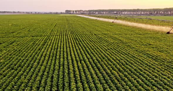 Soy bean field watered with pivot irrigation system alt