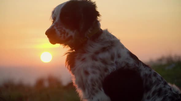 Panning Shot of Dog British Setter Sitting Against Sunset