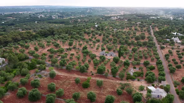 Beautiful Agricultural Plantations. Farming Fields Olive Trees